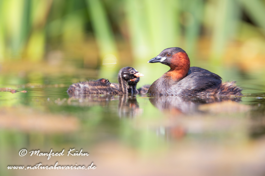 Zwergtaucher ()_0412