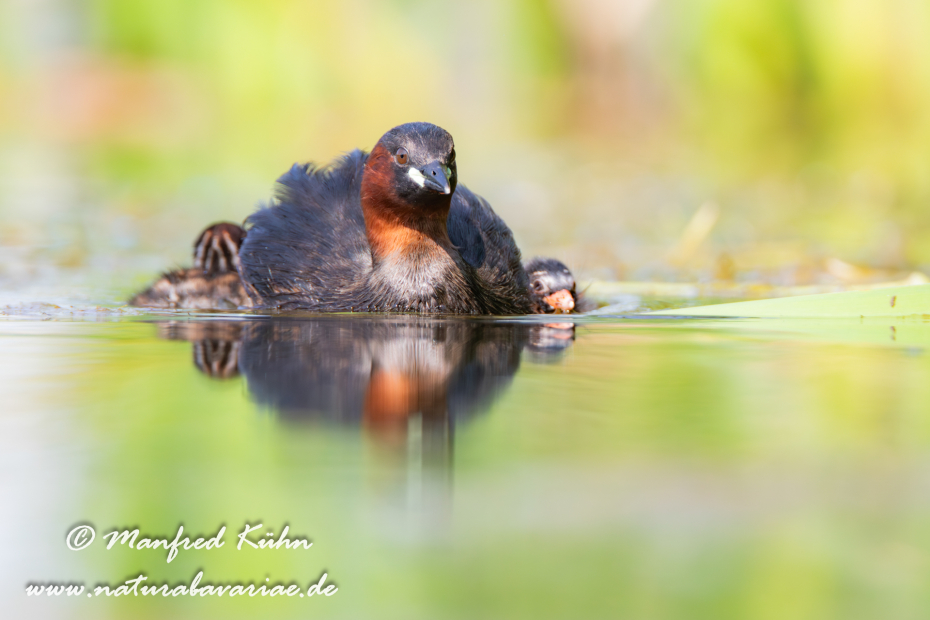 Zwergtaucher ()_0414