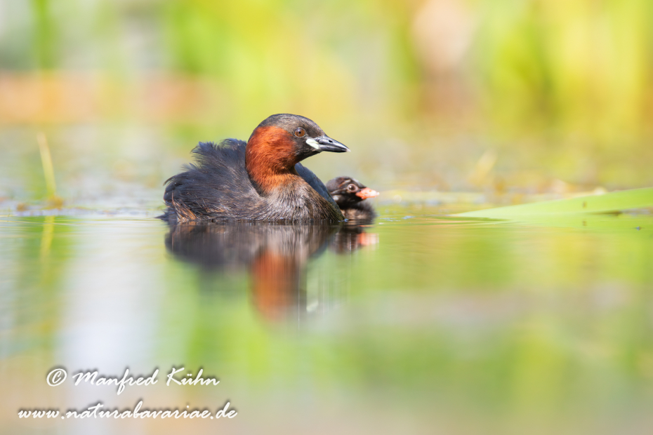 Zwergtaucher ()_0415