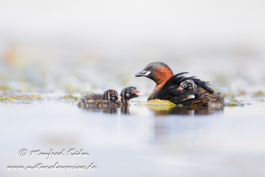 Zwergtaucher ()_0422