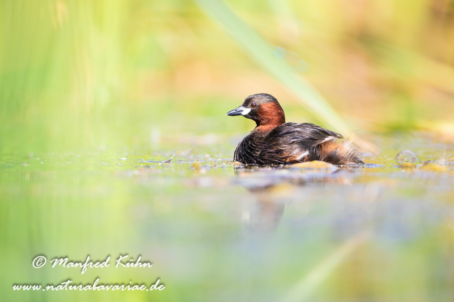 Zwergtaucher ()_0423