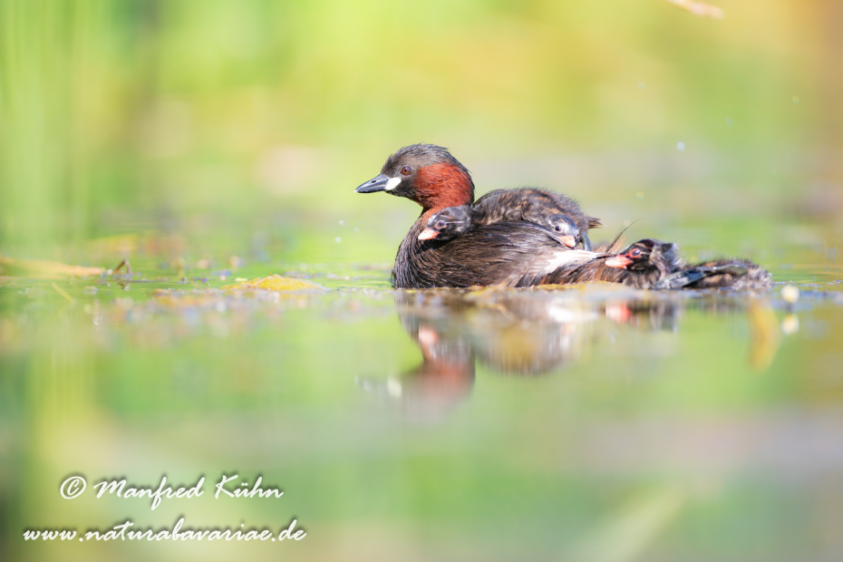Zwergtaucher ()_0427