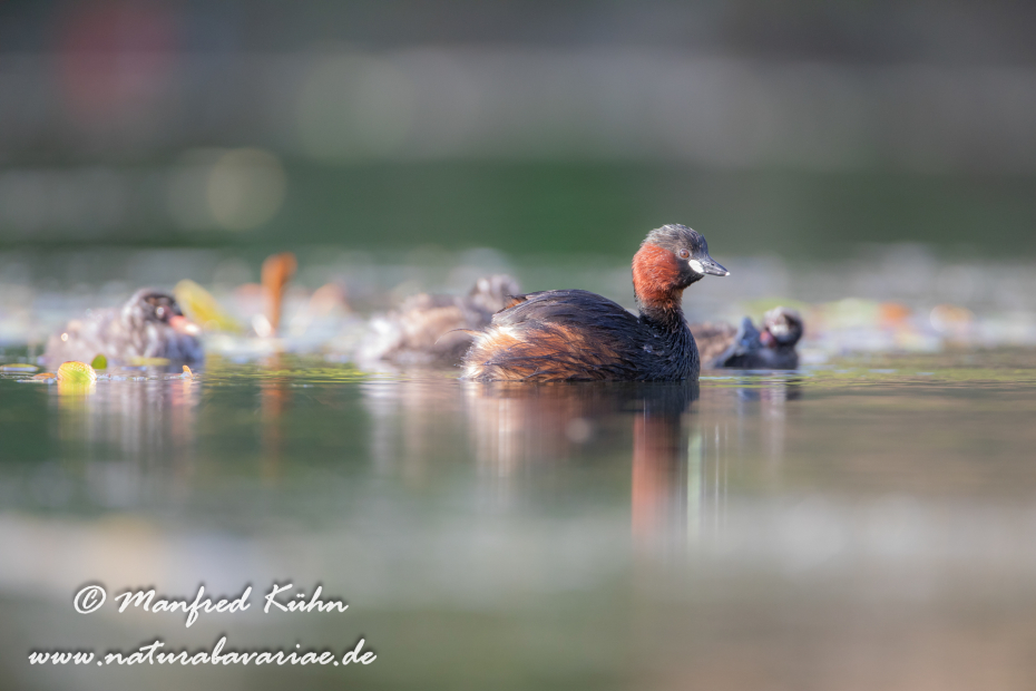 Zwergtaucher ()_0459