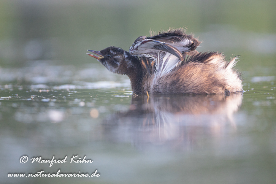 Zwergtaucher ()_0461