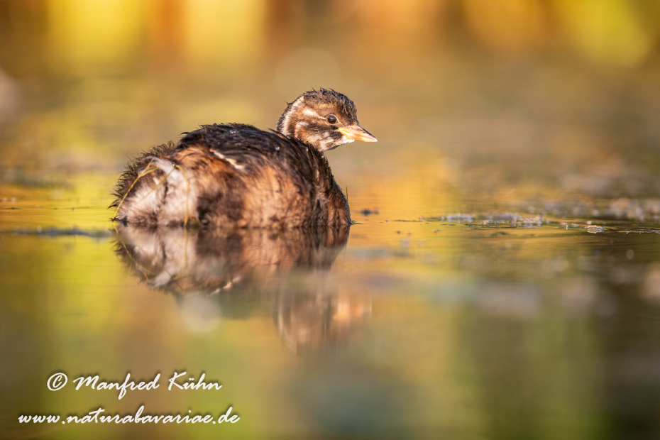 Zwergtaucher ()_0462