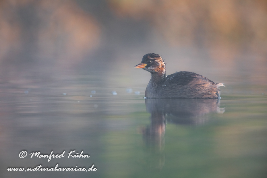 Zwergtaucher ()_0465