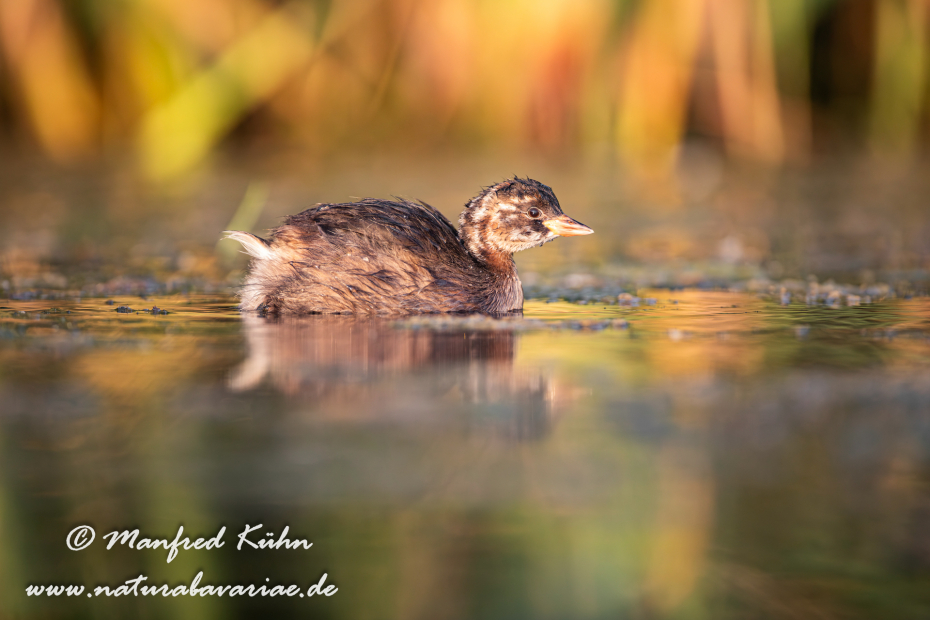 Zwergtaucher ()_0466