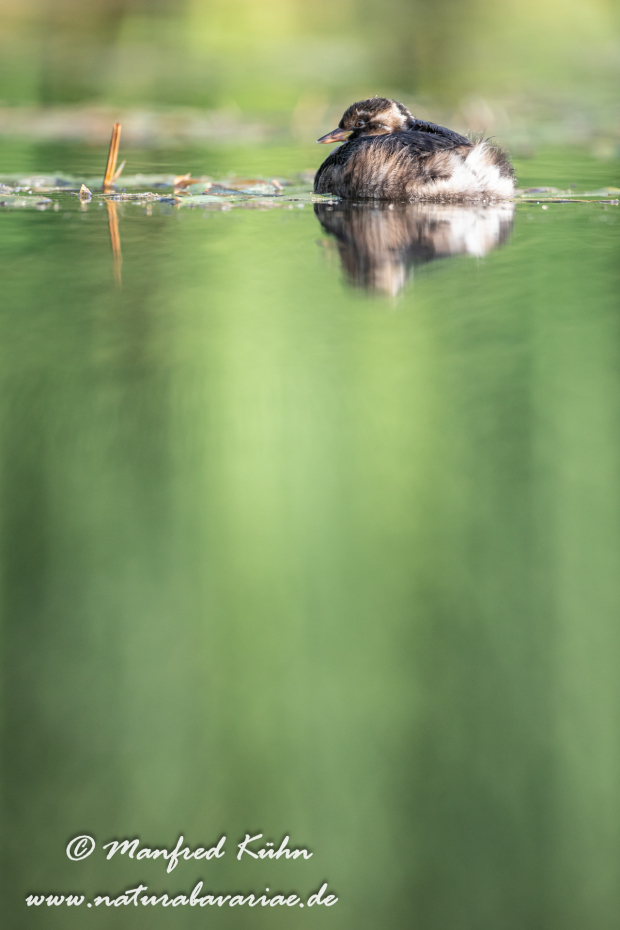 Zwergtaucher ()_0477