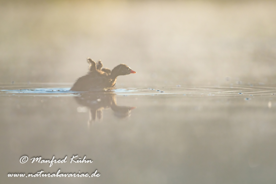 Zwergtaucher ()_0526