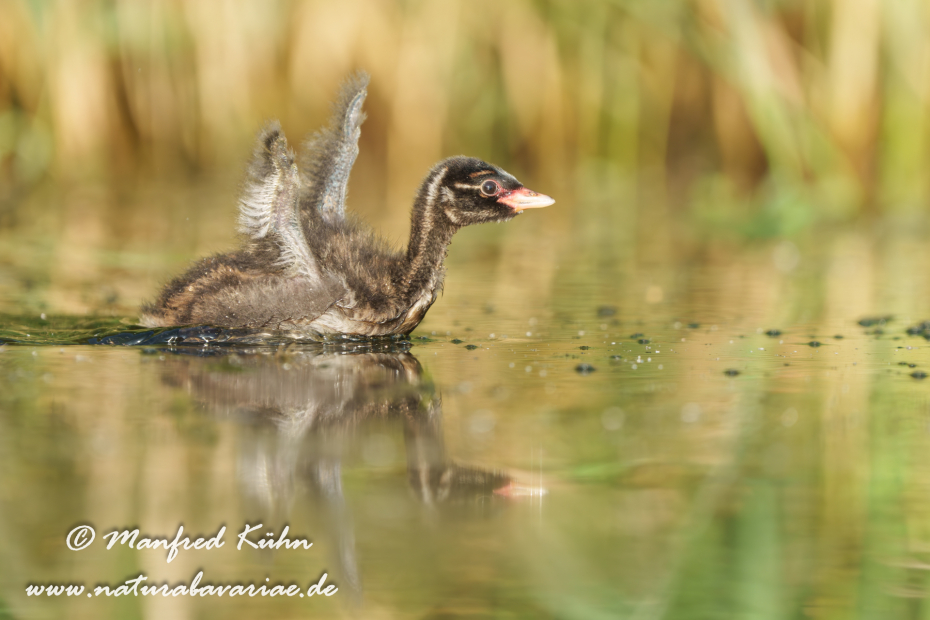 Zwergtaucher ()_0533