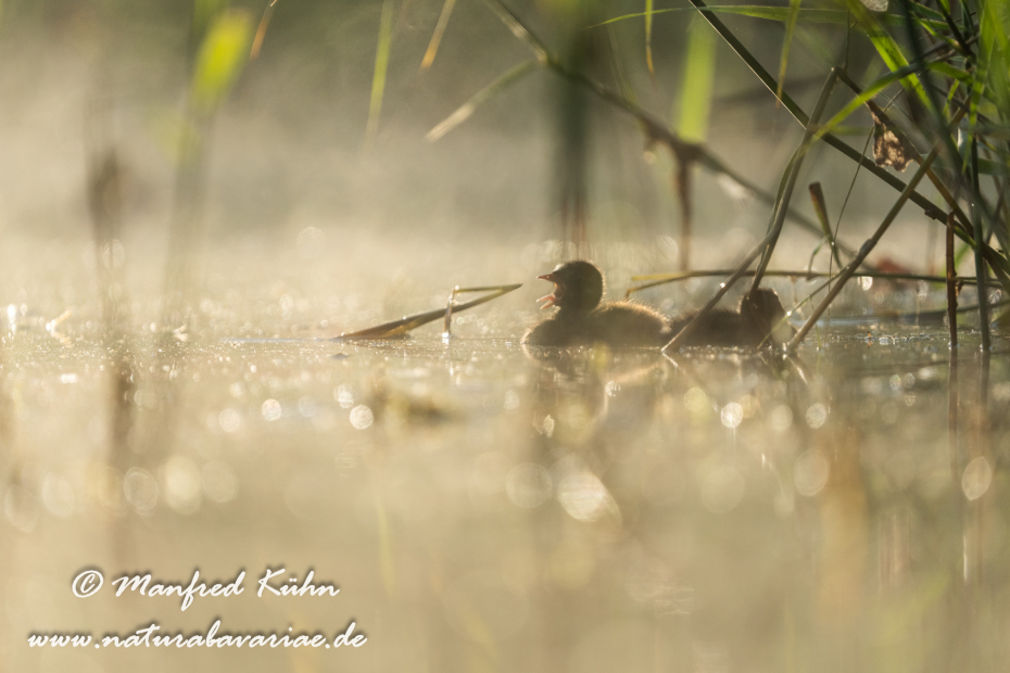Zwergtaucher ()_0628