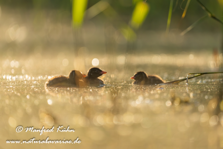 Zwergtaucher ()_0633