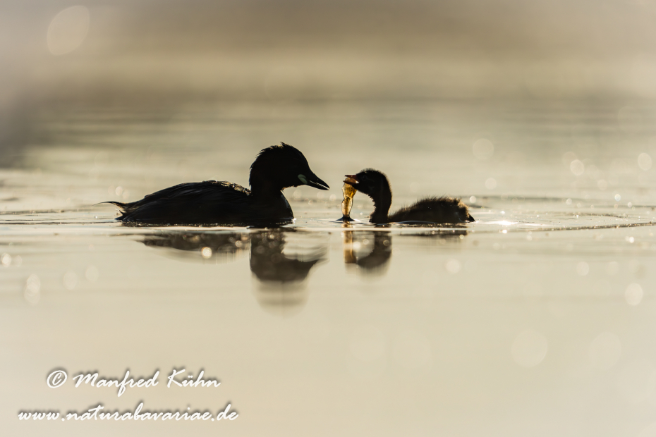 Zwergtaucher ()_0659