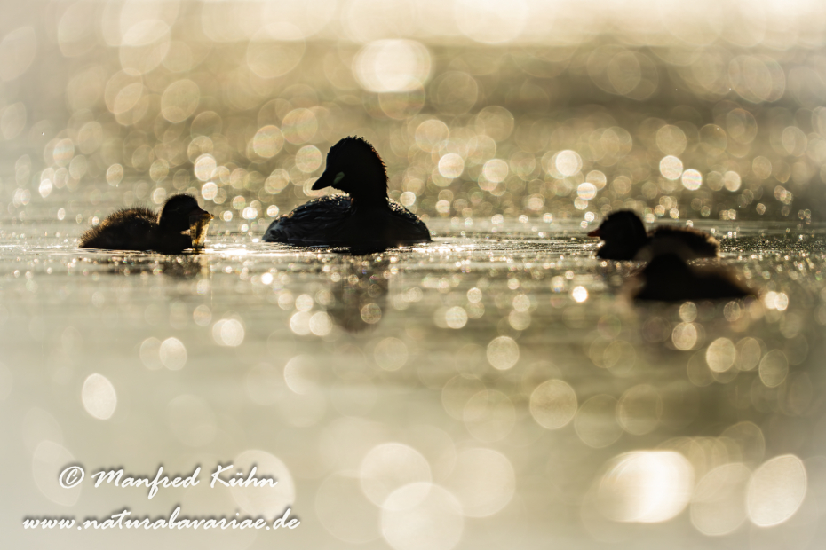 Zwergtaucher ()_0663