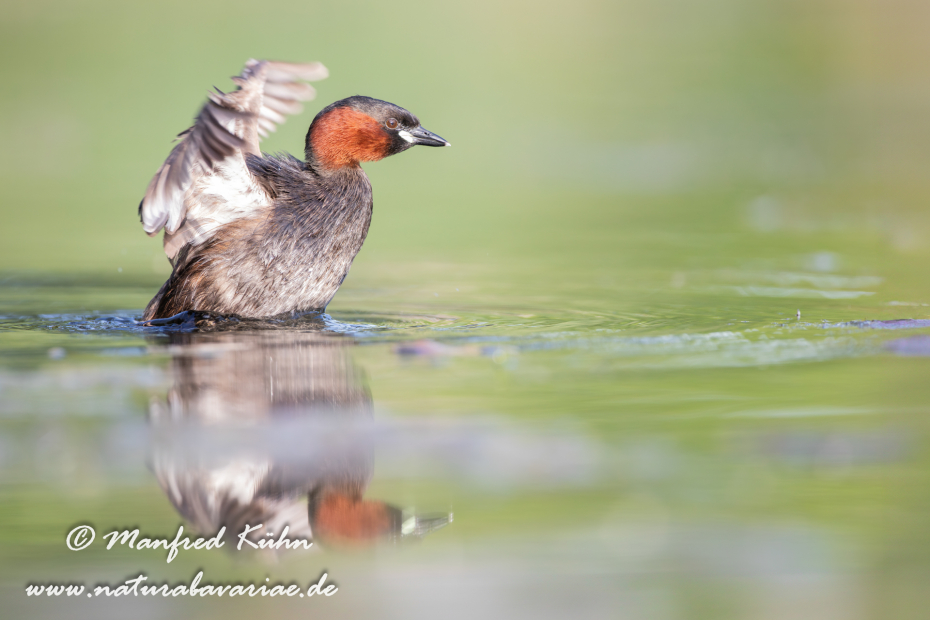 Zwergtaucher ()_0815