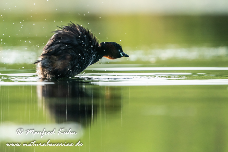 Zwergtaucher ()_0854