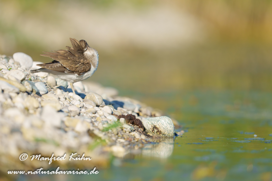 Flussuferläufer ()_0147