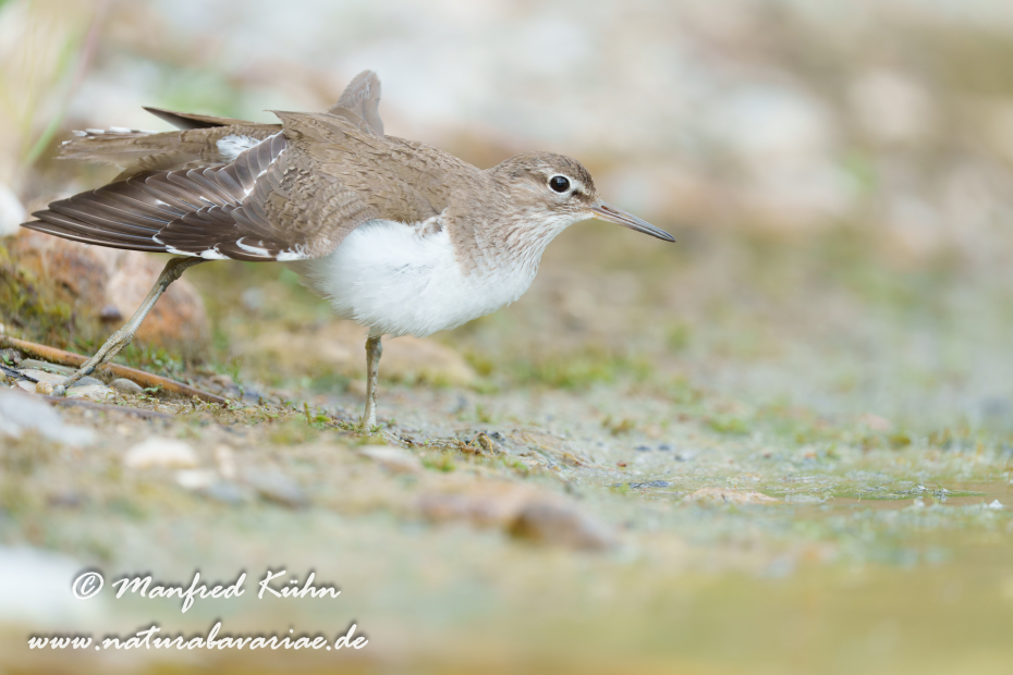 Flussuferläufer ()_0185