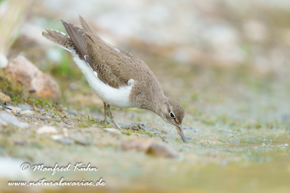 Flussuferläufer ()_0194