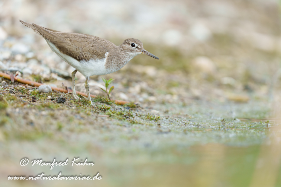 Flussuferläufer ()_0198