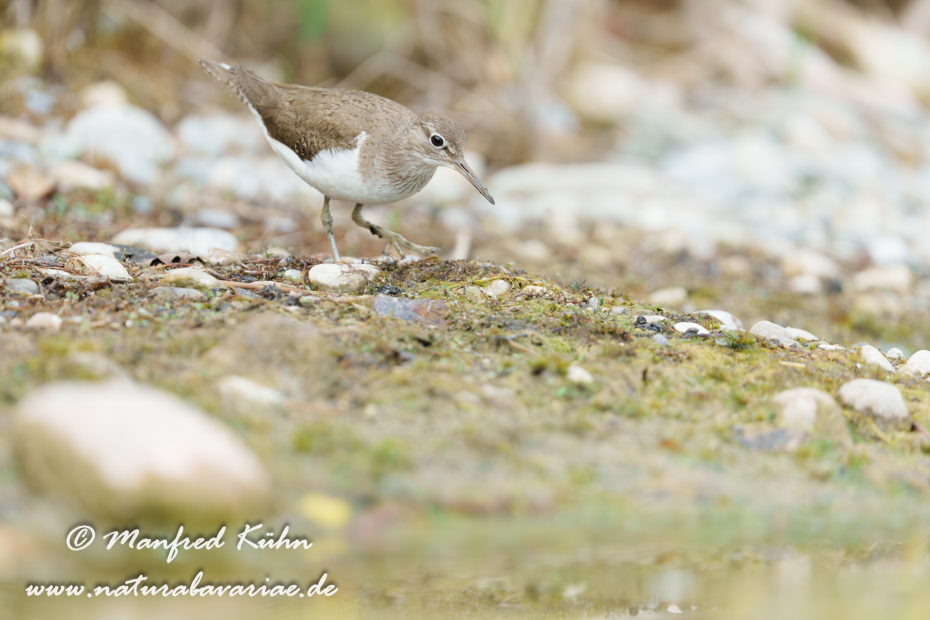 Flussuferläufer ()_0212