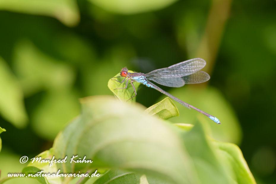 Granatauge (Kleines)_0017