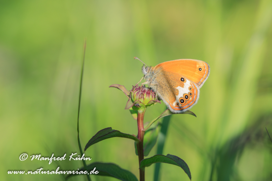 Wiesenvögelchen (Weissbindiges)_0007