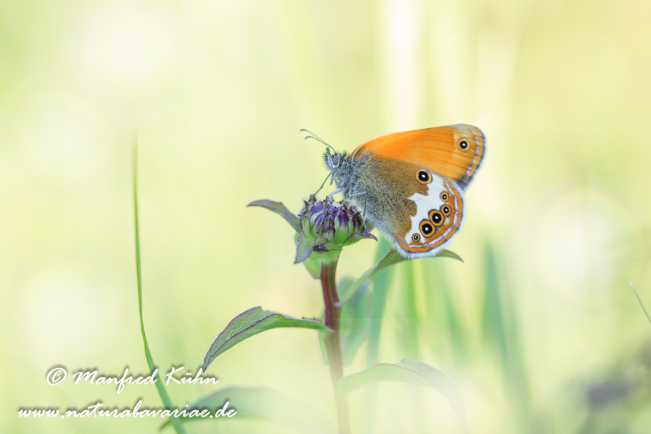 Wiesenvögelchen (Weissbindiges)_0008