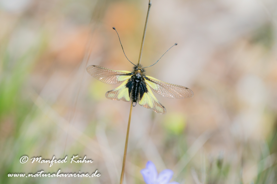 Libellenhaft (Schmetterlings-)_0008