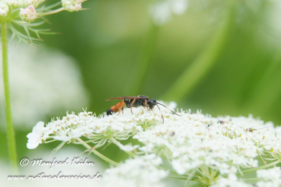 Schlupfwespe (Ctenichneumon inspector)_0007