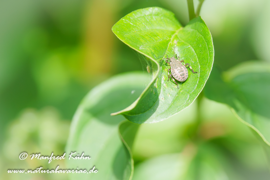 Baumwanze (Marmorierte)_0012