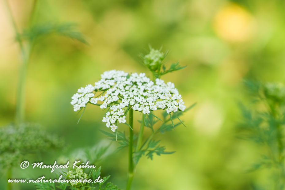 Hundspetersilie ()_0013