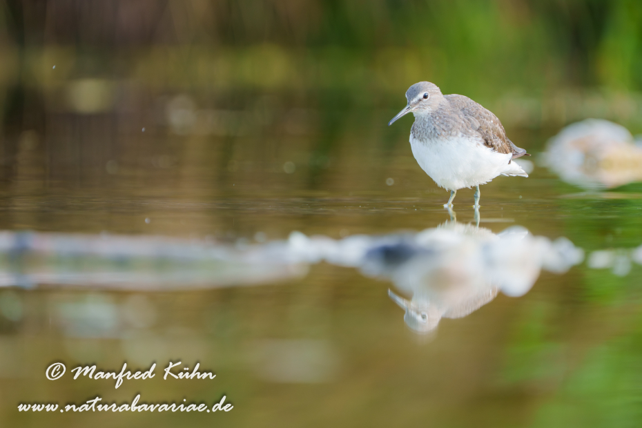 Waldwasserläufer ()_0318