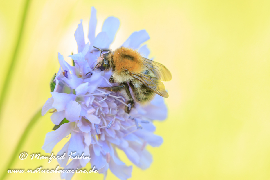 Ackerhummel ()_0005