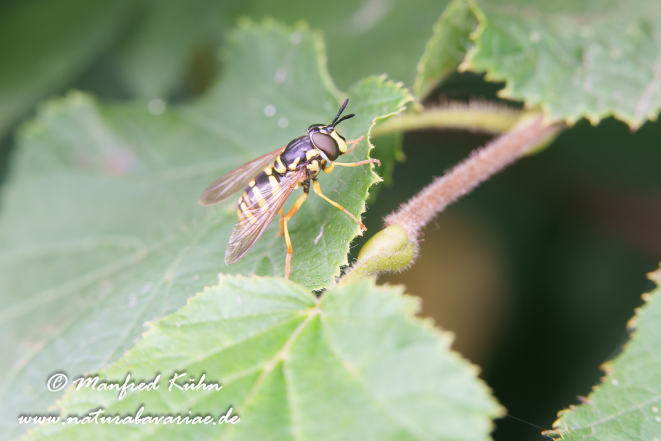 Schwebfliege (Wespen-)_0003