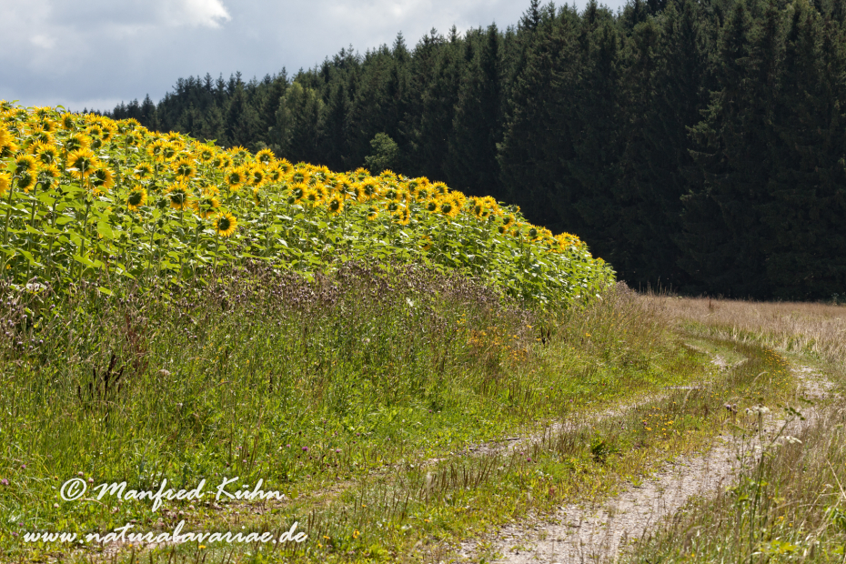 Sonnenblume ()_0008