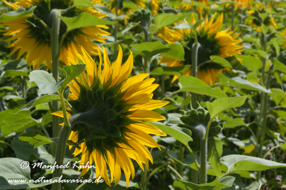 Sonnenblume ()_0011