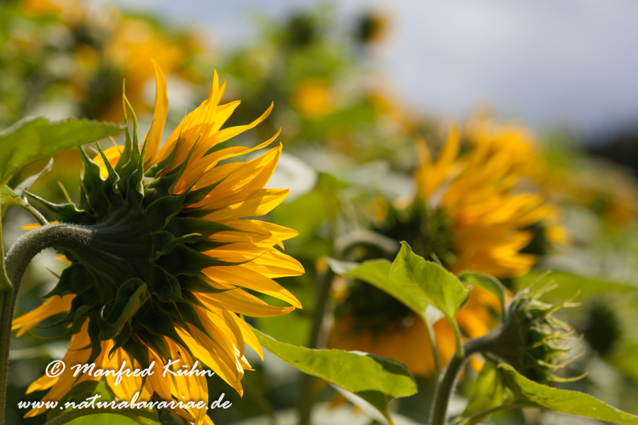 Sonnenblume ()_0013