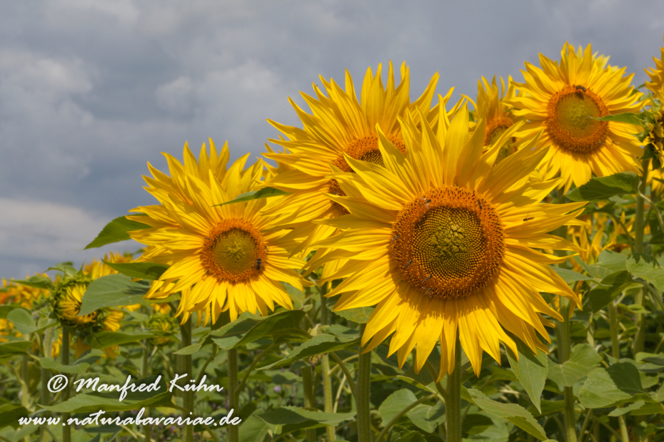 Sonnenblume ()_0015