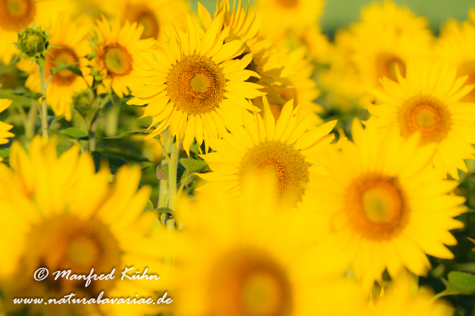 Sonnenblume ()_0050