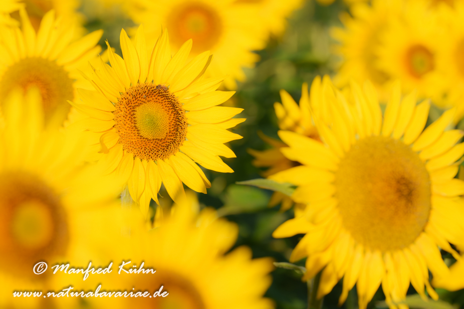 Sonnenblume ()_0052