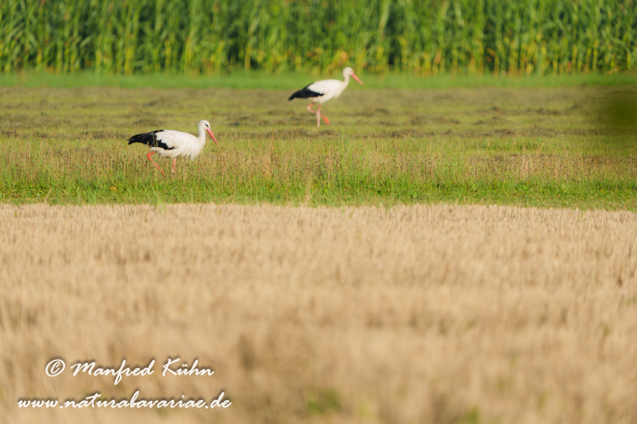 Weißstorch ()_0099