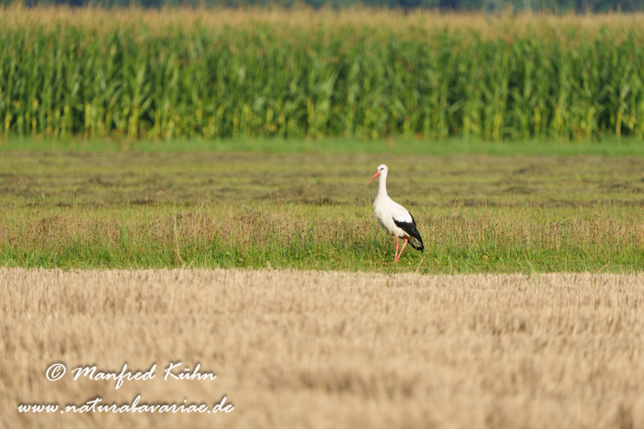 Weißstorch ()_0103