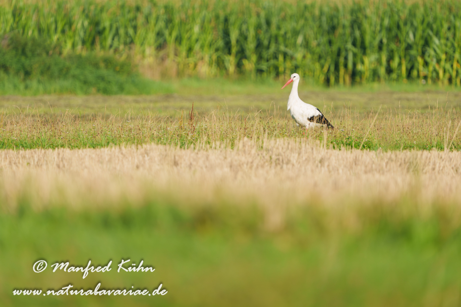 Weißstorch ()_0111