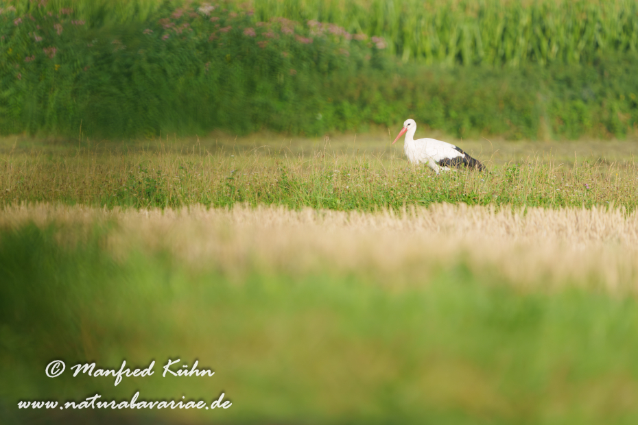 Weißstorch ()_0114