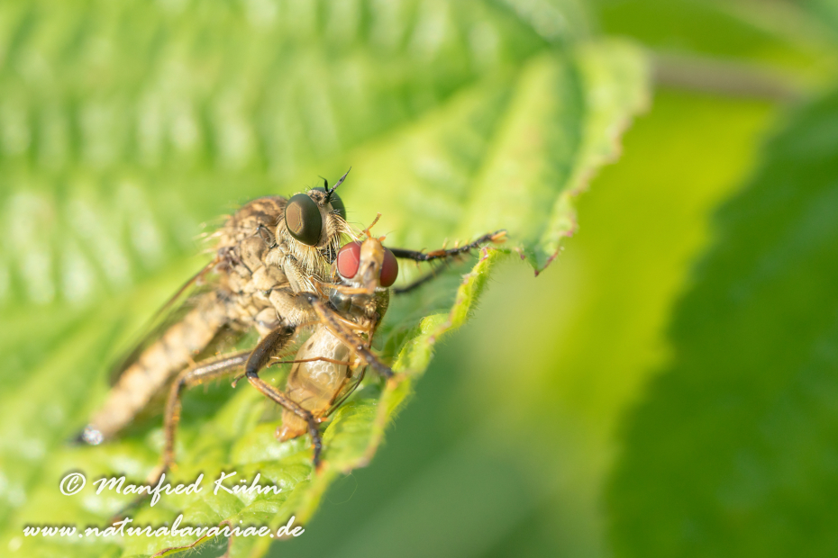 Barbarossa-Fliege ()_0006