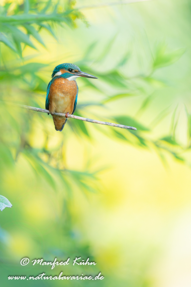 Eisvogel ()_0182