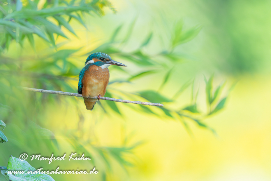 Eisvogel ()_0193