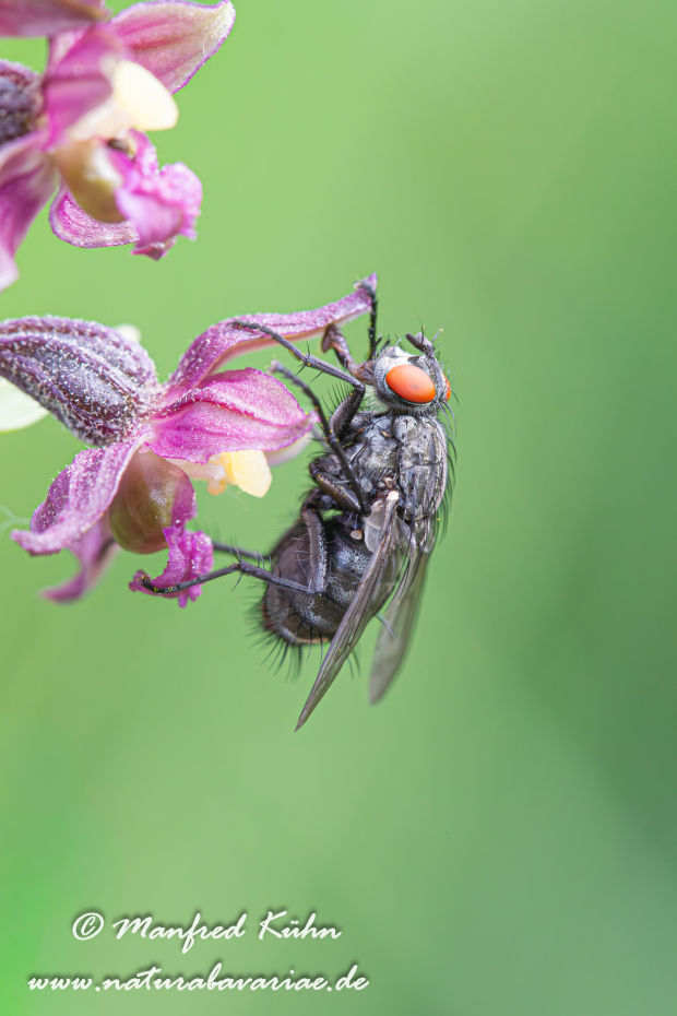 Fleischfliege (graue)_0005