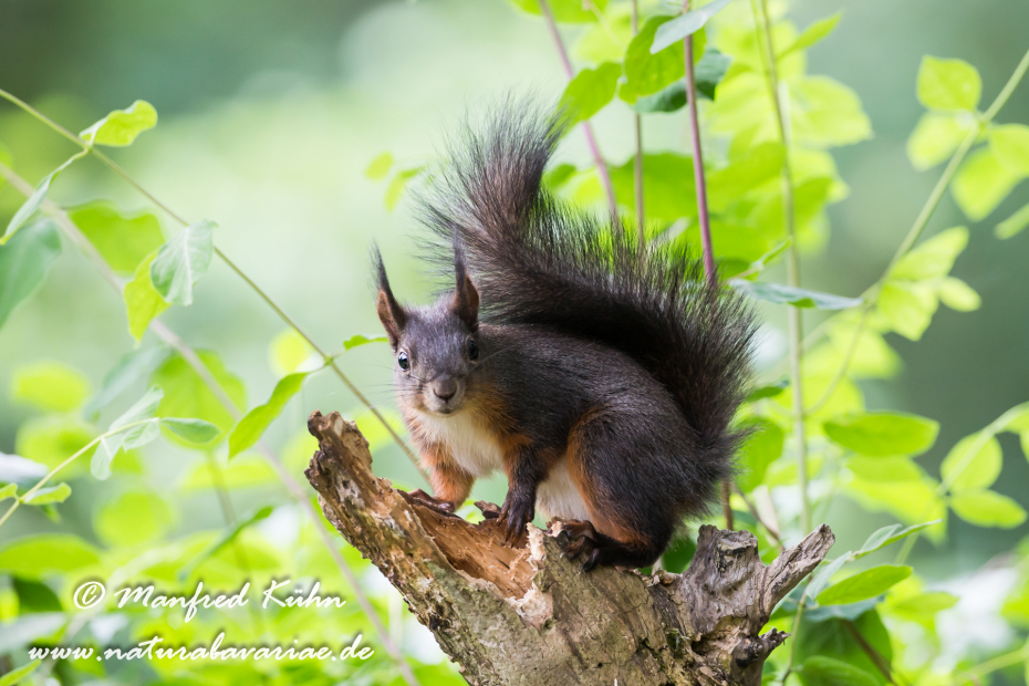 Eichhörnchen ()_0050